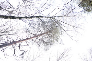 drzew, zima, śnieg, charakter, niebo, bory, galąz, biała, przeziębienie, drzew, pora roku, galąz, blękit, lodu, mróz, krajobraz, lukrowane, drewna, śnieżny, boże narodzenie, aura, naśnieżanie, brzoza, © Nataliana