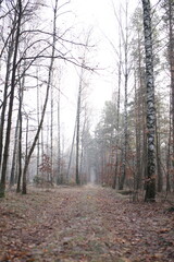 Fototapeta premium bory, drzew, drzew, charakter, jesienią, krajobraz, drewna, drewna, zieleń, iskra, droga, park, jary, mgła, sosna, opad, droga, słońce, liści, feuille, feuille, pora roku, mgiełka, las, poranek