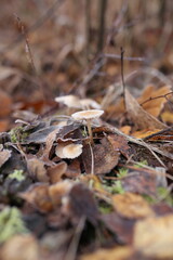 charakter, drzew, jary, feuille, jesienią, roślin, kwiat, feuille, galąz, pora roku, zima, bory, opad, śnieg, kwiat, mróz, drzew, braun, busz, nienasycony, zółty, czerwień, przeziębienie, jardin, liśc