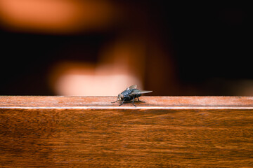 close up of a fly on a wood