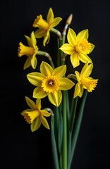 Obraz premium Yellow daffodils bouquet on black background. Spring flowers with green stem, leaves. Bright yellow blossoms against dark backdrop. Floral arrangement isolated. Springtime nature beauty. Stylish