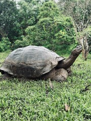 Naklejka premium tortoise 