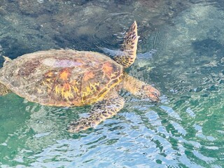peaceful sea turtle 