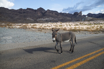 Wild burro in the road 