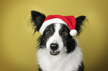 funny portrait of senior border collie dog on yellow background in christmas hat, funny and angry face expression
