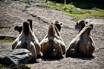 Group of camels