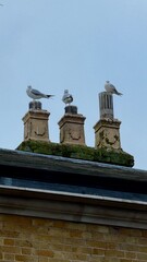 Obraz premium Three Seagulls Perched on a Moss-Covered Old Chimney with Ornate Details 