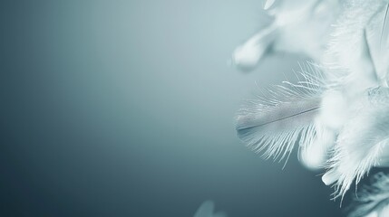 Naklejka premium a single white feather against a monochromatic background with no blurring