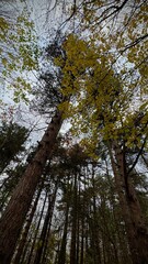 Fototapeta premium Trees in autumn. Tall Autumn Trees from Below with 0.5x Zoom Perspective
