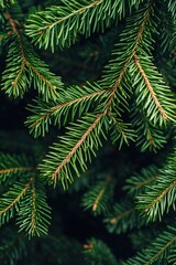 Close-up of vibrant green spruce branches