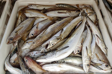 Obraz premium Delicious portuguese fresh fish