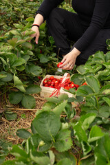 Fototapeta premium Fresh strawberries that are grown in greenhouses.