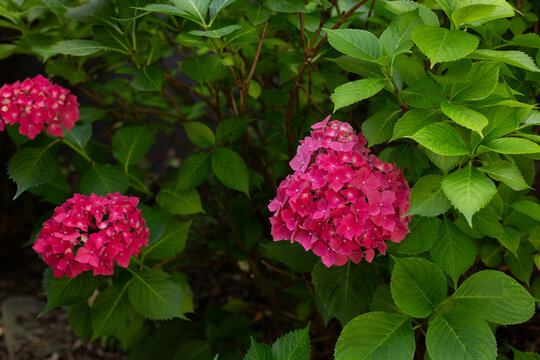 Bush of blooming pink Hydrangea or Hortensia flowers in the summer. - Powered by Adobe