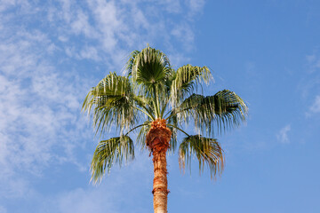 A palm tree of the species Washingtonia filifera in the wind in front of a blue sky with small clouds