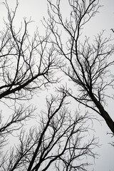 Obraz premium silhouette of a tree