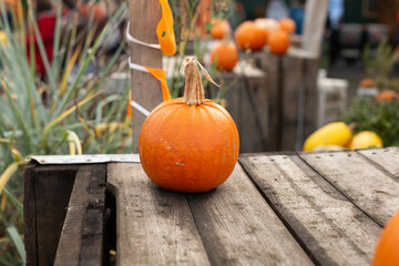 various pumpkins in autumn in Cologne in Germany