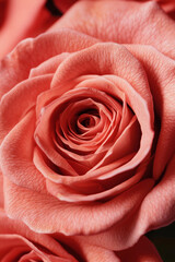 A close-up of a pink rose