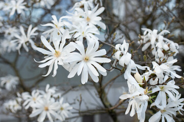 Flowering Star-White Magnolia Tree in garden. Magnolia stellata flowers, close up. Star Blossoming...