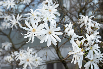 Flowering Star-White Magnolia Tree in garden. Magnolia stellata flowers, close up. Star Blossoming Magnolia japonica flowers. © Nastasia