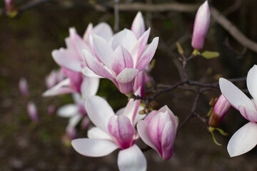 Magnolia tree in bloom. Many tender flowers.
