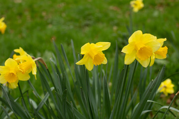 Fototapeta premium Relaxed domestic cat at home, indoor