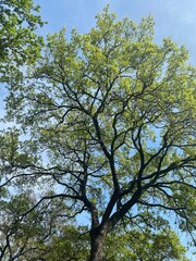 tree and sky