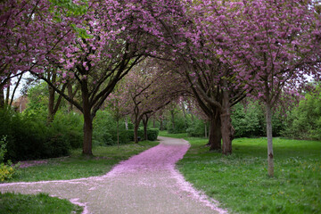 Cherry trees in the park.