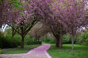 Cherry trees in the park.