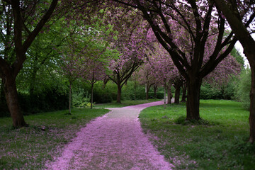 Cherry trees in the park.