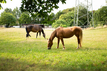 Horses graze grass. Horse Ferm.