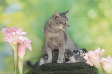 Fototapeta premium A mother cat is nursing her kittens. This mammal, which is often used as a pet, has the scientific name Felis catus.