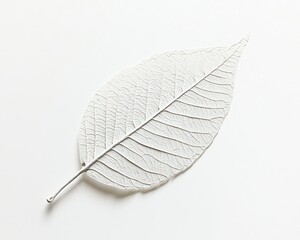 Single skeleton leaf isolated on a white background