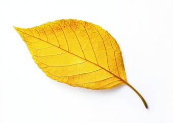 Single yellow leaf isolated on bright white background