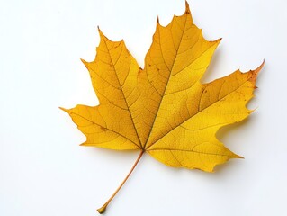 Fototapeta premium Yellow autumn leaf isolated on a clean white background