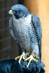 Peregrine Falcon Close-up Portrait