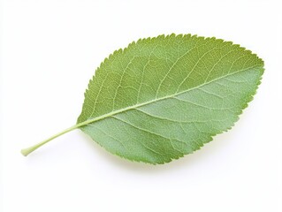 Obraz premium Apple leaf isolated on a white background with full clarity