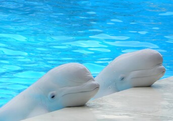 two dolphins playing in the pool