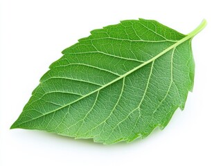 Fresh green leaf isolated on a clean white background