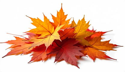 maple leaves isolated on white