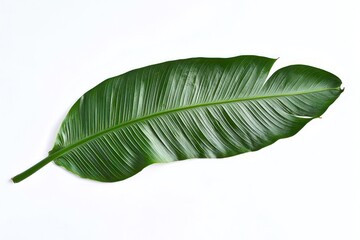 Long green leaf isolated on a white background, banana leaf detail