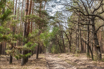 Sunny spring day in a mixed forest in Ukraine