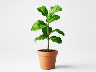 Single green plant in a pot isolated on white background, minimalistic look