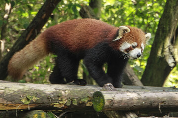 Fototapeta premium Rare Red Panda at rhe Panda Researh Center, Chengdu, China