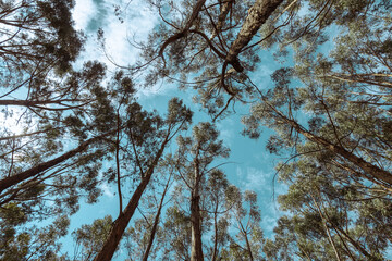 view of the sky from the qenqo forest, eucalyptus forest. sky wallpaper.