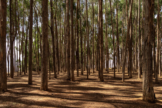 Beautiful Qenqo forest full of eucalyptus trees