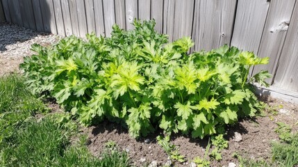 Fresh Green Celery Plants Growing Vibrantly in Backyard Garden