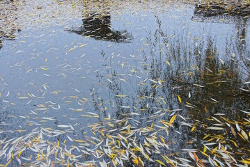 texture of fallen colored leaves on the water of the reservoir on an autumn street