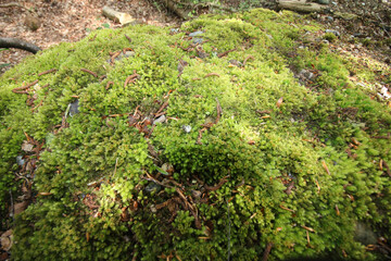 Obraz premium Queens Hill Costessey Norwich, United Kingdom, May 2, 2024. Views from Queens Hill Forest