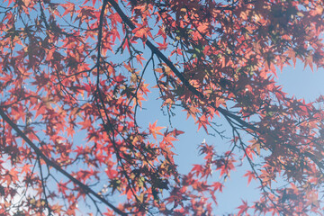 石山寺の美しい紅葉