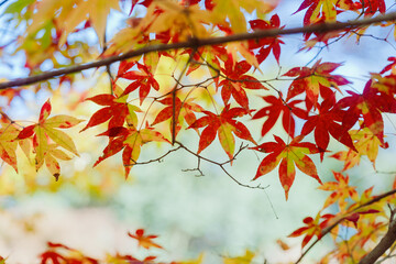 石山寺の美しい紅葉